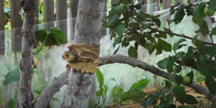 Ловчий пояс не даст муравьям принести тлю на дерево
