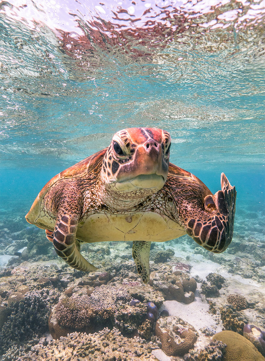 Фото: comedywildlifephoto
