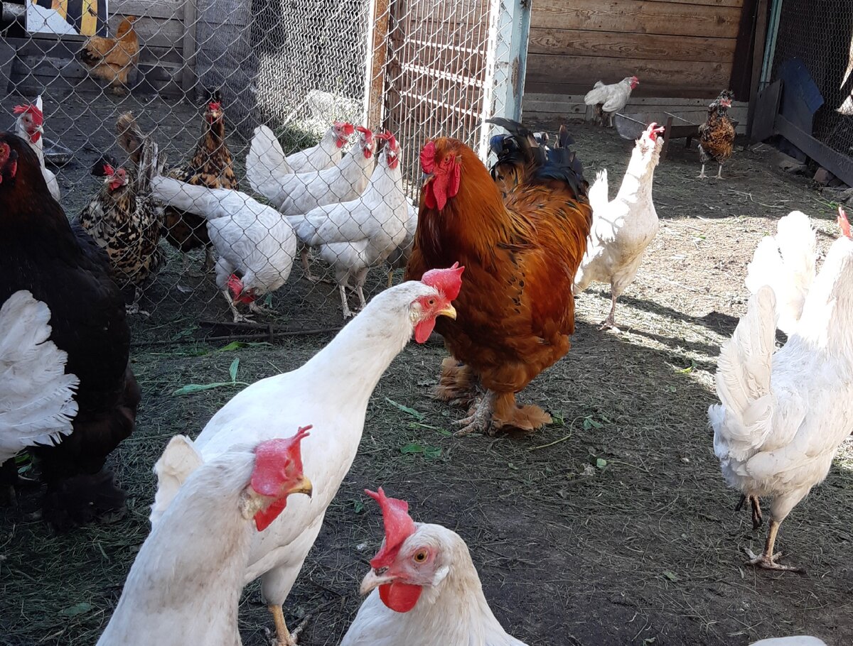 Не наши курицы, но планируем завести