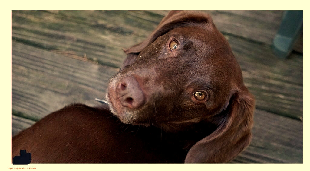 Работа с питомцами