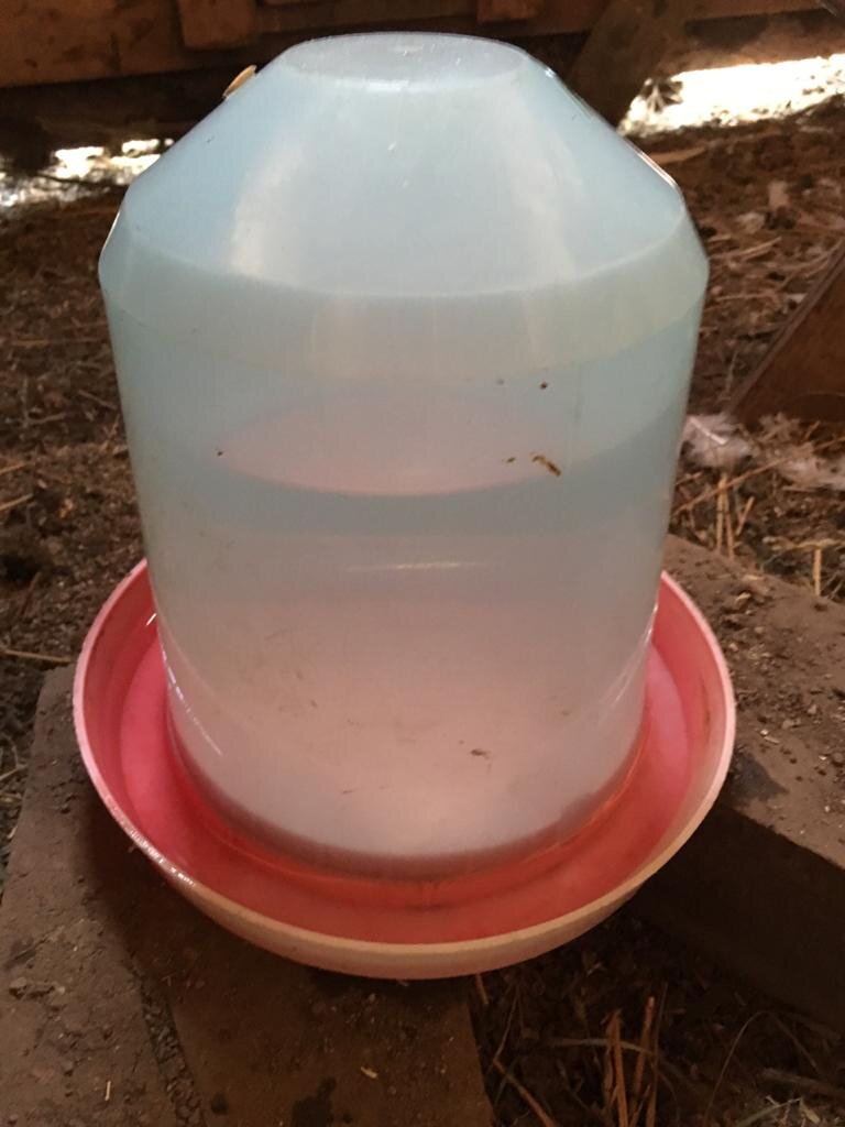 Напольная поилка - подходит только , если менять воду в ней каждый день.