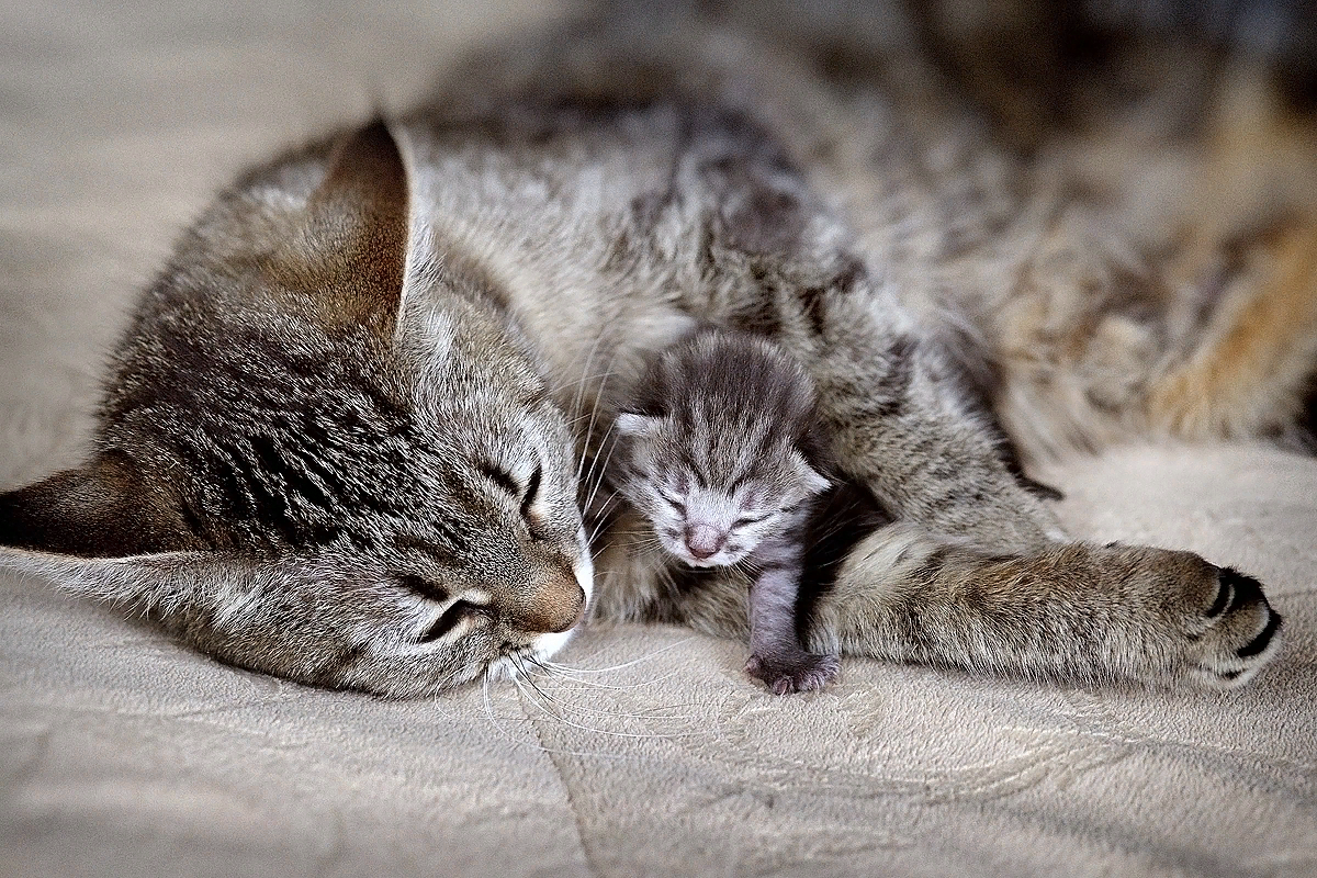 Как заботятся тома. Кошка с котятами. Мама кошка. Мама кошка и котенок. Серая кошка с котятами