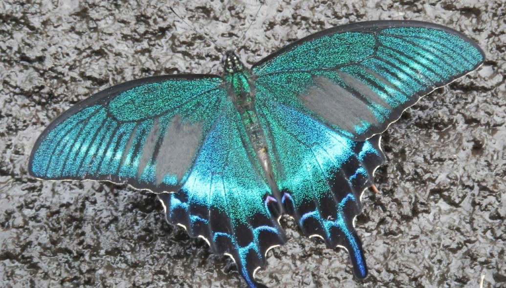 Парусник Маака