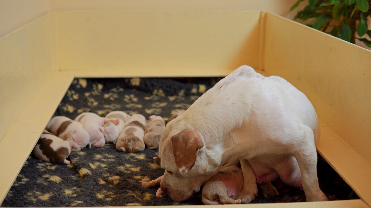 Собака с щенками