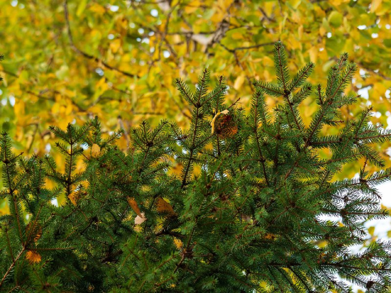 В лесу я собираю травы для своих сборов.