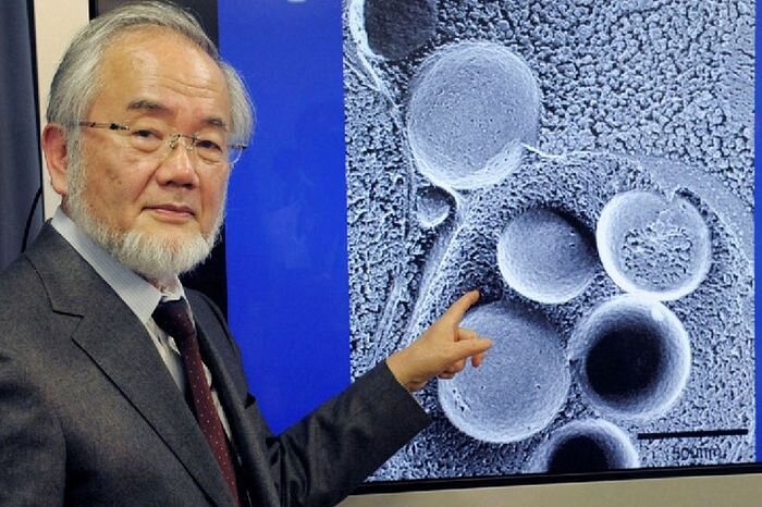 2016 Nobel ödülü sahibi, oruç tutmanın sağlık için iyi olduğunu bilimsel olarak kanıtladı. Hücresel bir biyolog olan Yoshinori Ohsumi’nin keşifleri, bir hücrenin içeriğini nasıl işlediğine dair anlayışımızda yeni bir paradigmaya yol açtı. Keşifleri, açlığa adaptasyon ve enfeksiyona yanıt gibi çok sayıda fizyolojik süreç için otofajinin temel önemini anlamanın yeni yollarını açtı. Keşifleri, bir hücrenin içeriğini nasıl işlediğine dair anlayışımızda yeni bir paradigmaya yol açtı. Otofaji, hücrelerde biriken hücresel çöp adı verilen gereksiz veya işlevsiz hücresel bileşenlerin kullanılması ve geri dönüştürülmesi işlemidir. “Otofaji” terimi, özet olarak “kendi kendine yemek” anlamına gelen iki Yunanca kelimeden kaynaklanmaktadır. Otofaji, insanlar dahil canlı organizmalara özgüdür. Otofaji hücreleri sayesinde fazla kısımlardan kurtulurken, organizma gereksiz hücrelerden kurtulur, gençleşir ve yenilenir…