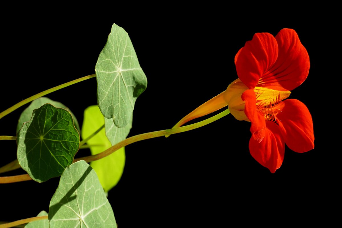 Tropaeolum beuthii