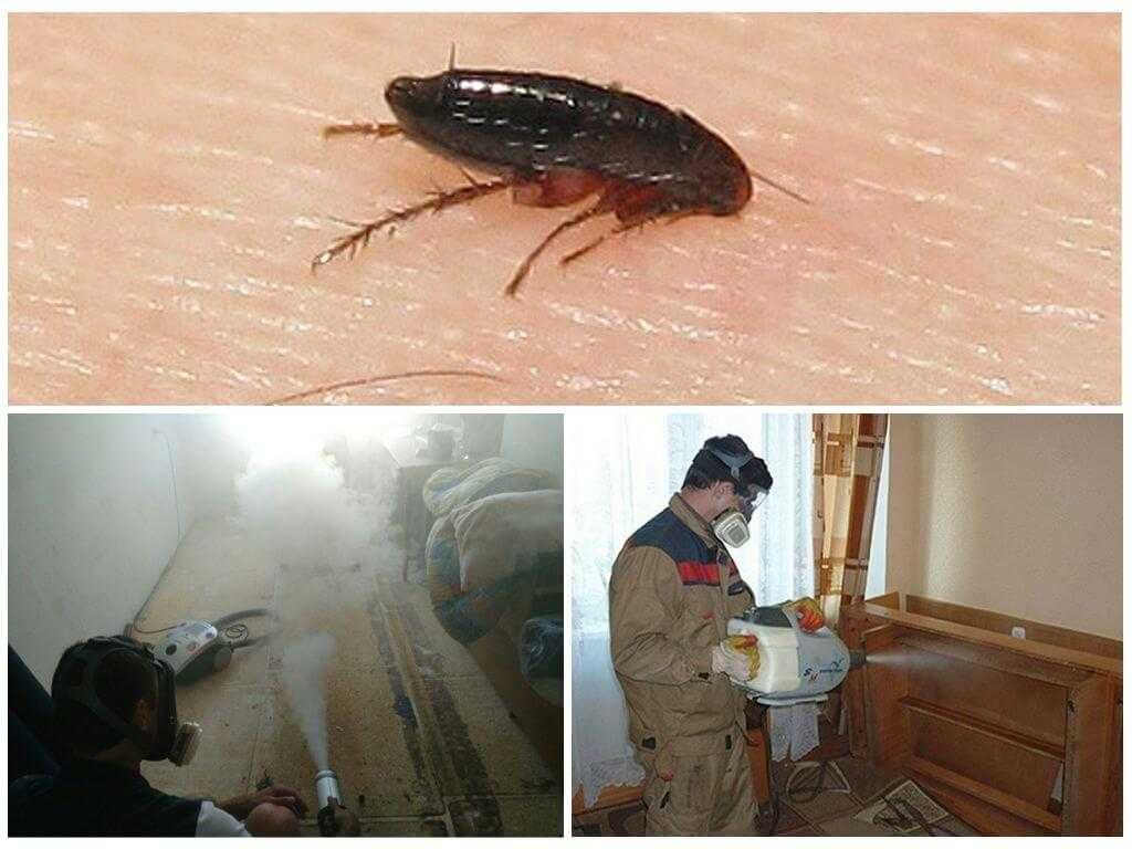 Появились тараканы в квартире что делать