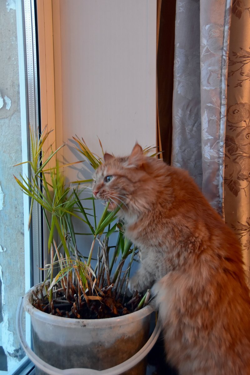 хищный Рыжик