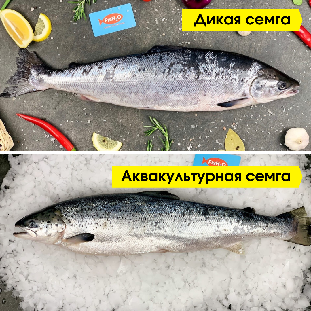 Выращенный или дикий лосось: что лучше для здоровья | fish2o |  производитель премиум лосося | Дзен