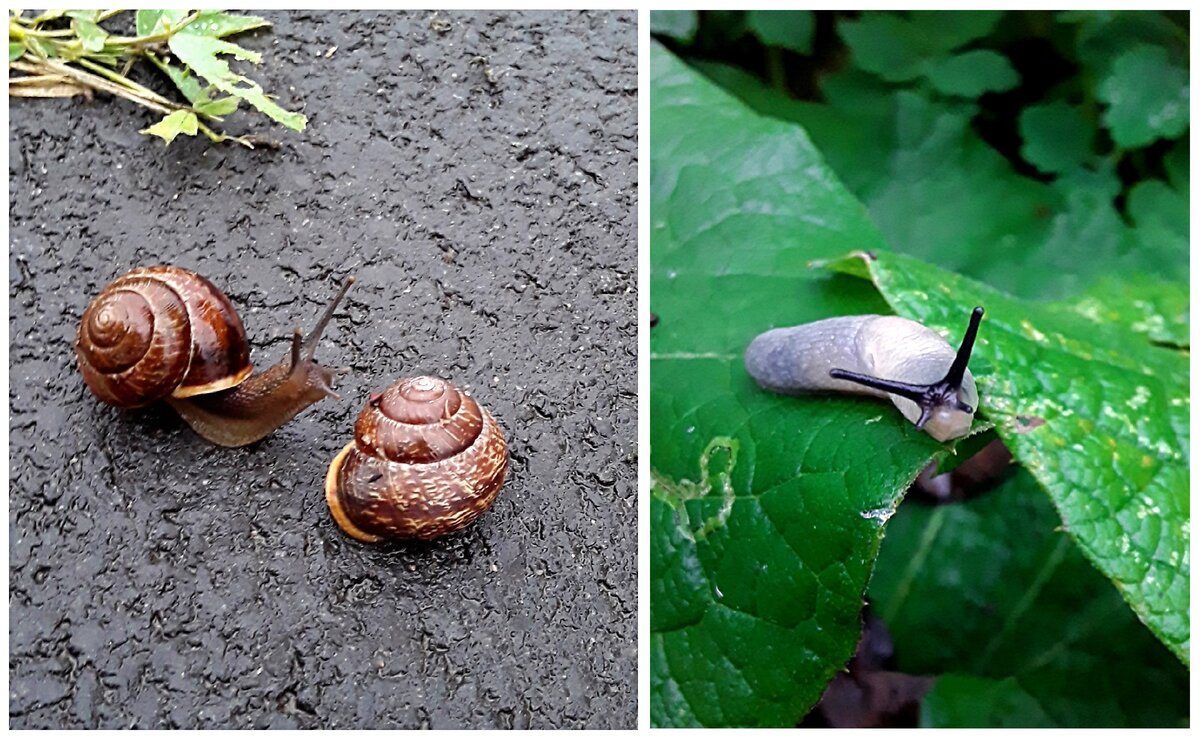 Виноградная 🐌улитка и сли́зень . Чем отличаются. | ТМ Урядовой Светланы. |  Дзен