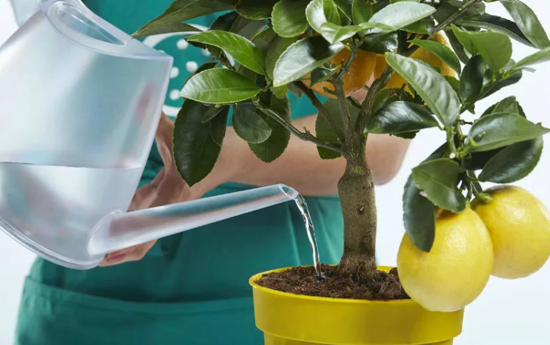 Фотография взята из источника yandex.ru