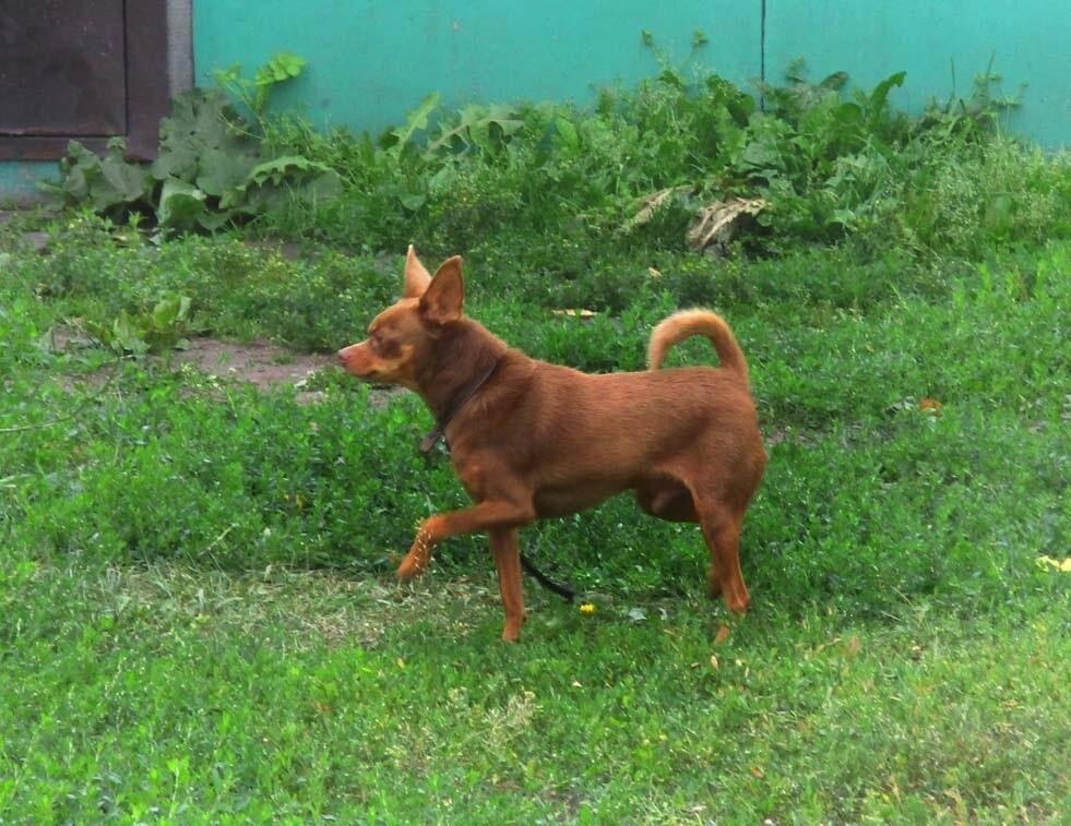 Самый маленький, но самый звонкий пёсель нашей окраины села