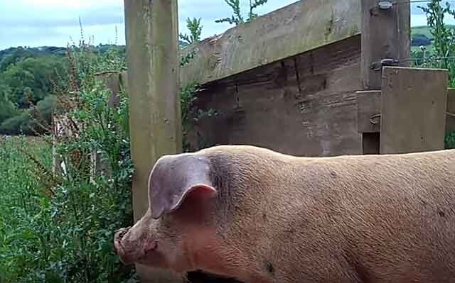 Периодичность охоты у свиней. Половая охота у свиноматок. Когда гуляет свинья. Когда гуляет свинья. Когда гуляет свинья.