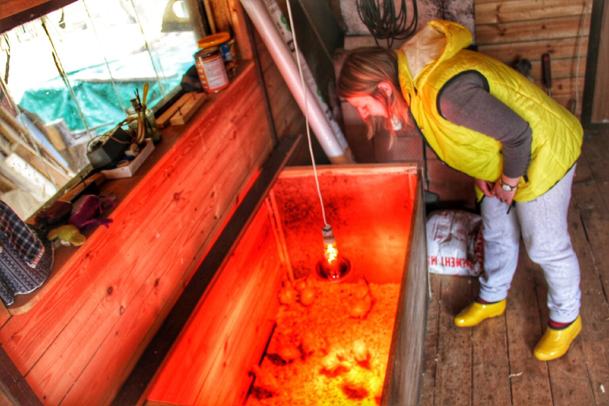 Разведение курочек. Фото автора. 