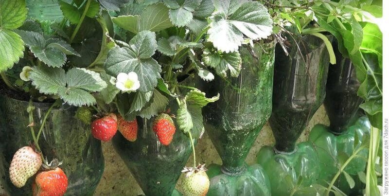 Опоры для клубники. Иллюстрация для статьи используется с сайта na7vetrax.forum24.ru