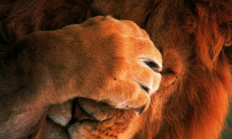 Каждый человек с боязнью общения с другими людьми хоть раз задавался вопросом: как же преодолеть застенчивость и излишнюю скромность? Ответы могут скрываться глубоко в недрах подсознания человека, но как только вы ухватитесь за одну ниточку, совсем недалеко будет и сам клубок. Самое главное - это взять себя в руки и настроиться на борьбу.

Первое, на что стоит обратить внимание, - это подход к проблеме. Задайте себе вопрос: мешает ли мне застенчивость в повседневной жизни? Порой люди хотят избавиться от этого качества не потому, что оно мешает им на самом деле, а потому, что им так кажется. Вы должны ясно видеть границу между излишней застенчивостью и скромностью. Скромность - это умение вести себя порядочно и интеллигентно в нужных ситуациях. Если вы все же понимаете, что вам требуется помощь, тогда последующие пункты будут вам полезны.

С этого момента начинается борьба за независимость от застенчивости. Первый шаг - знакомства в интернете. Звучит банально, но многие люди просто не способны даже на этот маленький подвиг. Если же вам сложно сразу перейти на открытое общение с людьми в социальных сетях, вы можете попробовать свои силы на анонимных сайтах. Вы не раскроете своей личности, но и получите хотя и небольшой, но все же навык в общении. Хорошей идеей будет регистрация в социальной сети "Твиттер". Здесь будет легче всего начать общение с другими людьми, даже не раскрывая того, кто вы на самом деле.

Очень важно учитывать этот подпункт перед тем, как переходить к следующему совету. Нет предела совершенству, поэтому хорошей идеей будет саморазвитие и улучшение умения формулировать свои мысли. Усердно работайте над своей речью, потому что зачастую люди боятся общения из-за неумения высказать свои мысли вслух. Также, вы должны помнить, что нет ошибочного мнения. Не бойтесь говорить, даже если ваша точка зрения отличается от других. Внутренний мир каждого человека уникален. Это нормально - выделяться среди других.

Как только вы стали делать успехи в общении в сети, можно переходить к следующему пункту. Сразу общаться с людьми лицом к лицу сложно, поэтому для начала стоит попробовать коммуникацию по телефону. И в этом вам могут помочь люди, с которыми вы начали общение в социальных сетях или на анонимных сайтах. Простой обмен телефонами и разговор в течение 3 минут каждый день значительно усовершенствует ваши навыки в умении формулировать мысли.

Не стоит также забывать про личные увлечения. Хобби - это ваш первый шаг к реальному общению с новыми людьми. Каждая секция или курсы предполагают собой общение если не с группой людей, то хотя бы с вашим учителем или инструктором.

То, что не убивает нас, делает нас сильнее, поэтому не бойтесь делать безумные и совсем нетипичные для вас шаги. Конечно, речь идет не об ограблении банка или прогулке по краю высокого здания, а о вещах, которые раньше казались для вас невозможным из-за оков застенчивости. Подходите к людям на улице и желайте им приятного дня. Задавайте прохожим вопросы, даже если вы знаете на них ответы. Заводите новые знакомства. Все мы люди, и нам свойственно ошибаться. Не стоит этого бояться, так как именно на ошибках мы и учимся.

Не забывайте обращаться за помощью к своим друзьям и близким. Они также могут помочь вам в этой борьбе своими разнообразными способами. Одним из таких оригинальных способов могут быть споры. Естественно, они не должны приносить вред ни вам, ни вашим друзьям, но они могут значительно помочь вам в достижении ваших целей. Споры дают нам стимул сделать то, чего мы когда-то даже боялись. Спорьте с друзьями на шоколадку, что сможете подойти к прохожему и задать вопрос и вперед! Не забывайте, что победа принесет не только плоды в умении общаться, но и вкусное лакомство.

Главное – это не опускать руки, если что-то пошло не так. Сделайте глубокий вдох и продолжайте бороться. Не беспокойтесь о том, что подумают о вас люди, потому что многих из них вы видите в первый и последний раз. Ваша жизнь в ваших руках, и вы должны прожить ее так, как хочется вам, а не другим. Удачи!