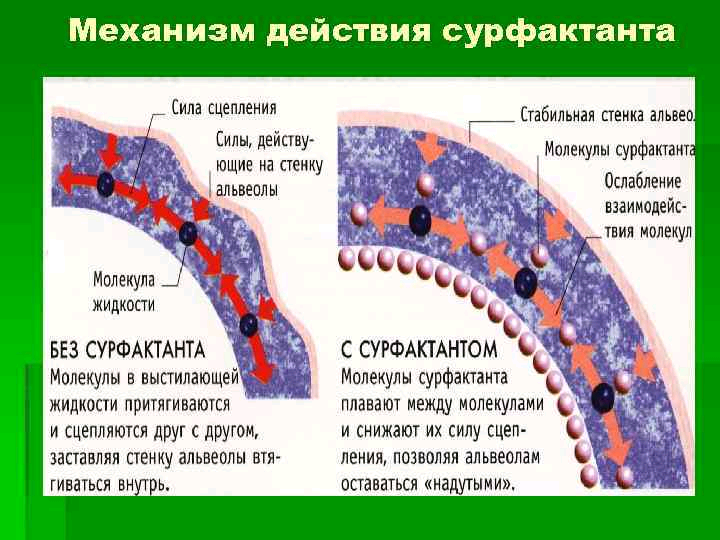 Слипанию стенок альвеол препятствует