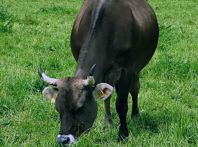 Коровы швицкой породы | Знай ферму | Дзен