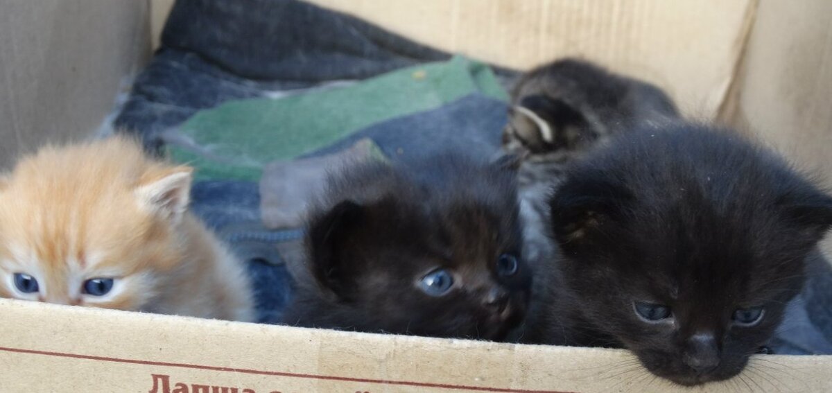 Фото Гульнары Закировой (из архива журнала "Большая переменка")