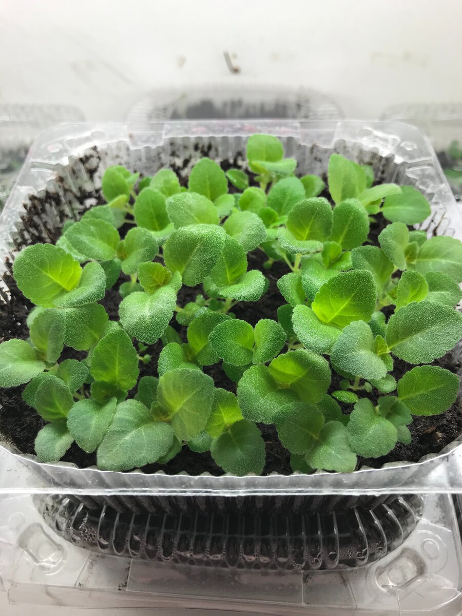 сеянцы глоксинии 11 ноября