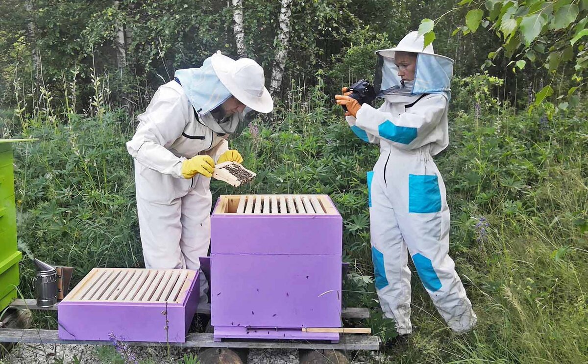 Почему мы решили завести пчёл и отказались от другой деревенской живности?  | Побег из мегаполиса | Дзен