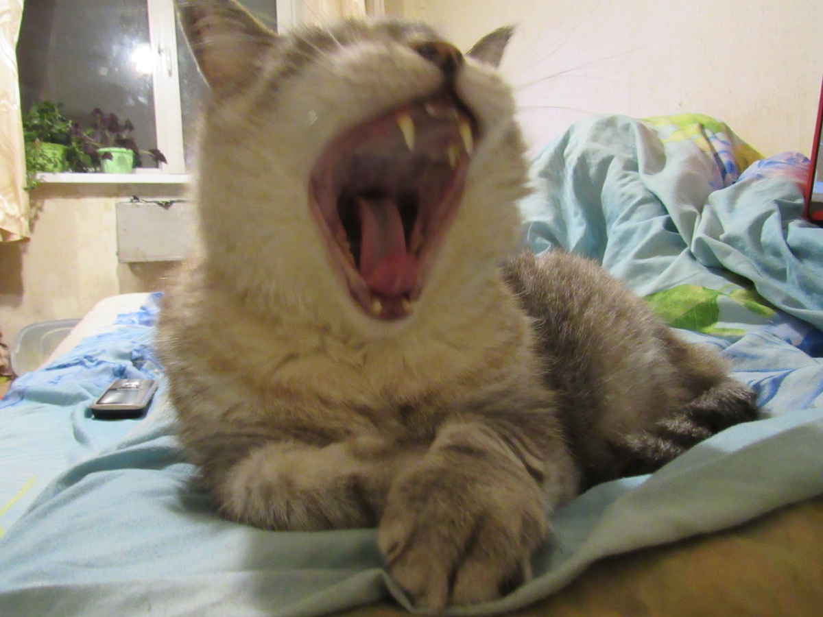 Вот так я ее укусил!