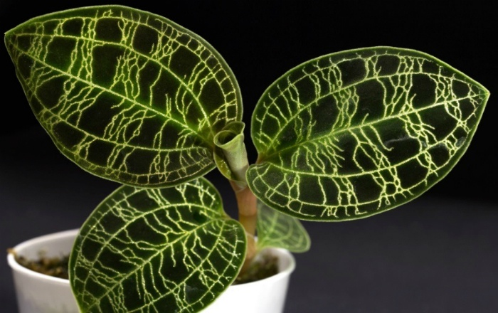 Макодес Петола (Macodes Petola)