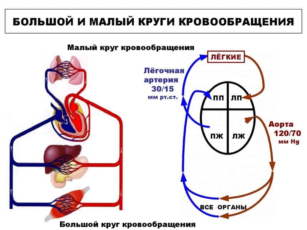 Что входит в кровообращения. Малый круг кровообращения человека схема. Большой и малый круг кровообращения схема. Схема малого круга кровообращения. Малый и большой круг кровообращения человека схема анатомия.