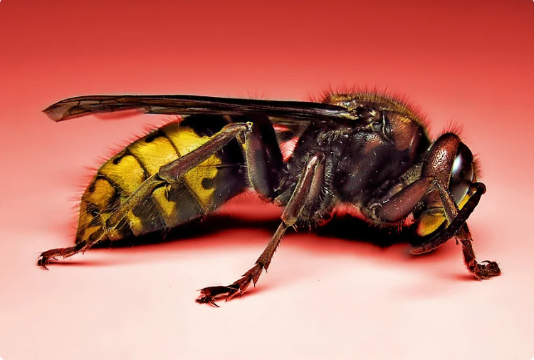 Фото взято из открытых источников. Яндекс.Картинки