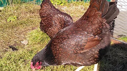 Девочки подружки. Цесарята суточные. Молодняк девочки. Телята бычки. Куры росс 308.