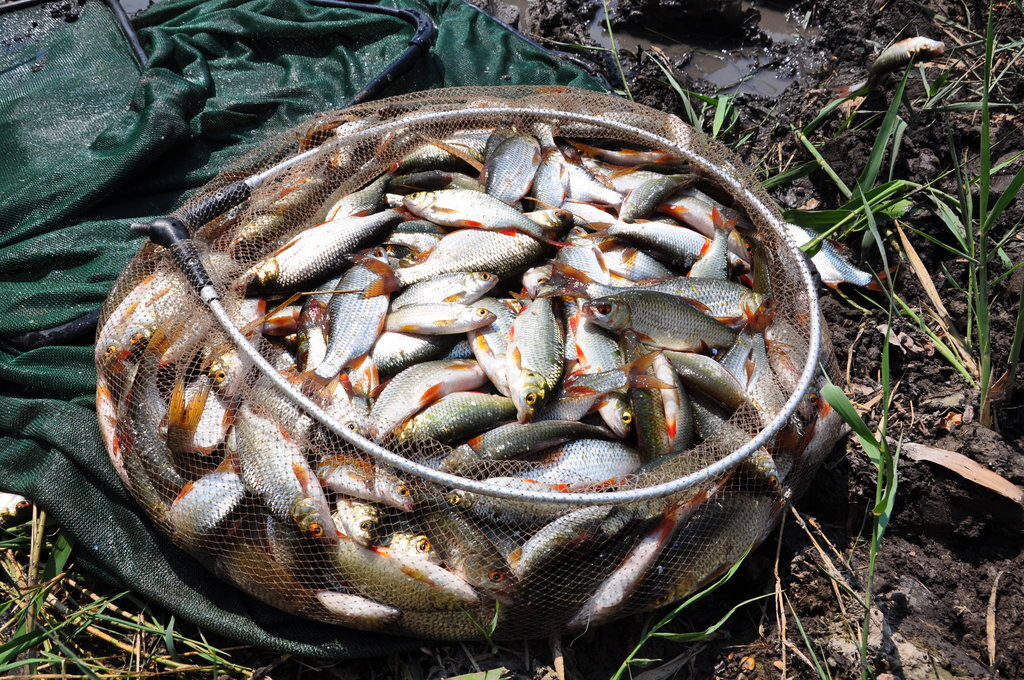 хорошее подспорье птицеводу