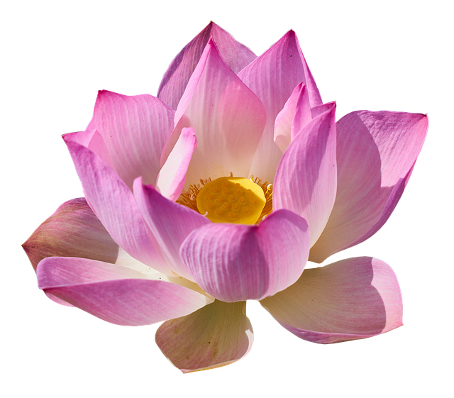 автор: https://pixabay.com/ru/users/victoria_borodinova-6314823/