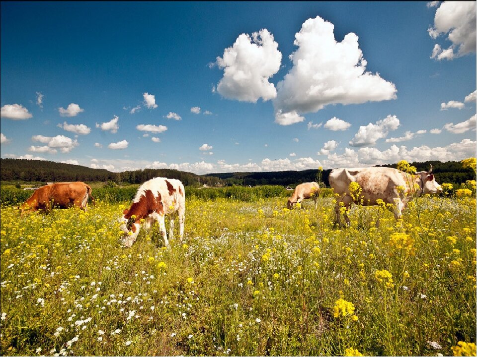 деревенский пейзаж с животными. летнее утро в деревне слышны мычание коровы. летнее утро в деревне слышны мычание коровы. коровы пасутся в деревне. деревенский пейзаж.
