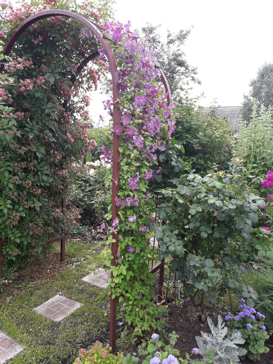Клематис Мазурек