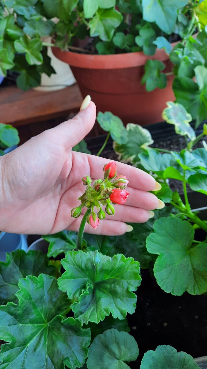 Начало цветения. Фото автора