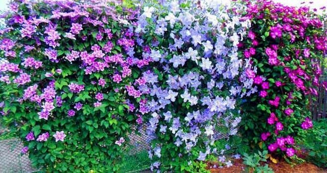 Клематис Таежный снег особенности и характеристики сорта агротехника посадки и выращивания отзывы - информация для садоводов и любителей цветов