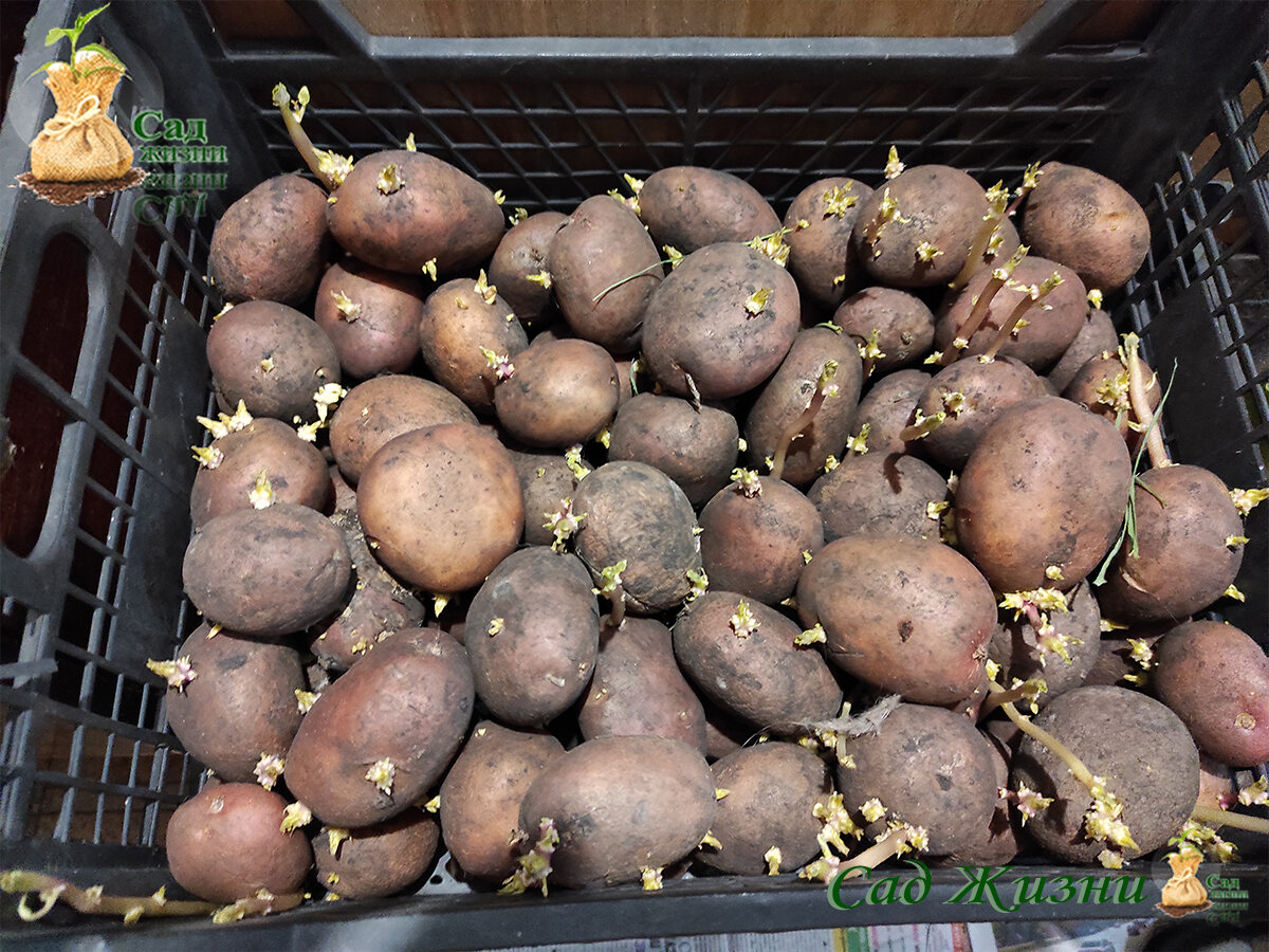 Как защитить картофель от колорадского жука