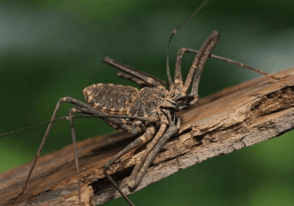 
Интересно, что какое-то время ученые боялись даже осматривать привезенные в Европу образцы этих пауков, так как их очень пугал их зловещий вид.