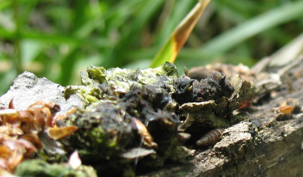 Опять ничего странного?