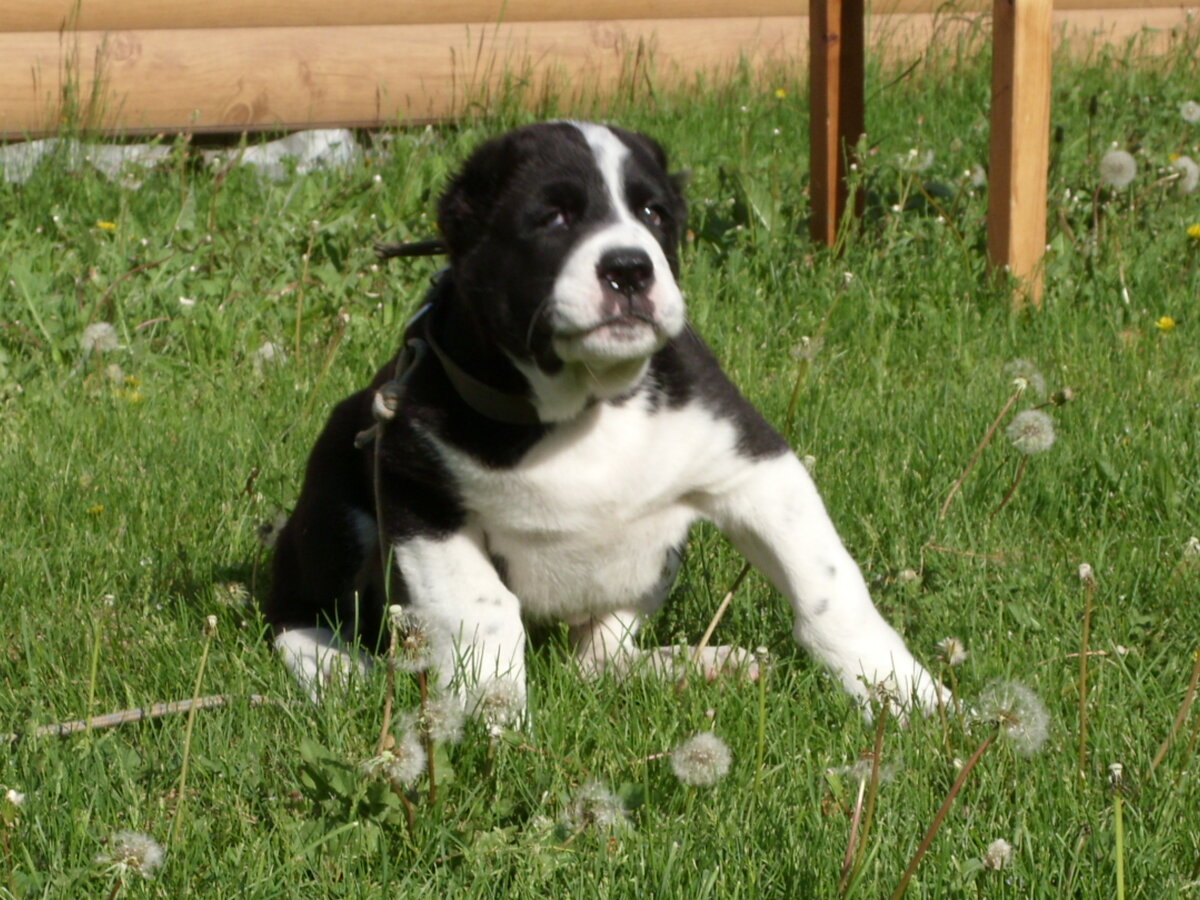 Похож на бандита?