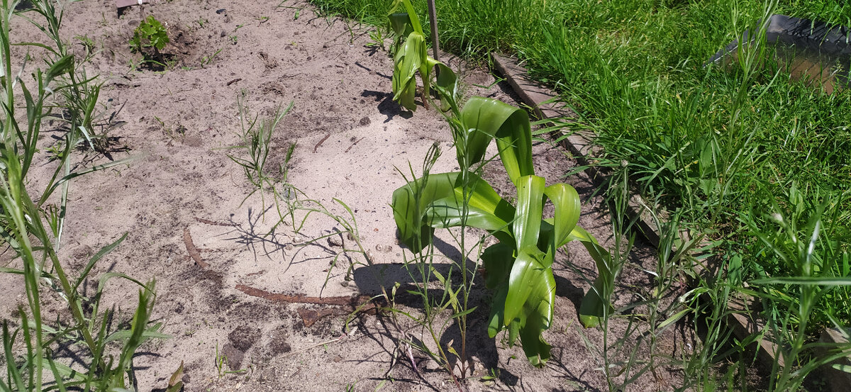 Листья Безвременника.