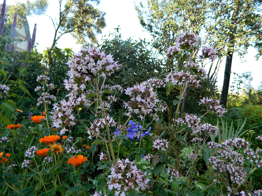 Цветет душица и календула - собираем лекарственные травы