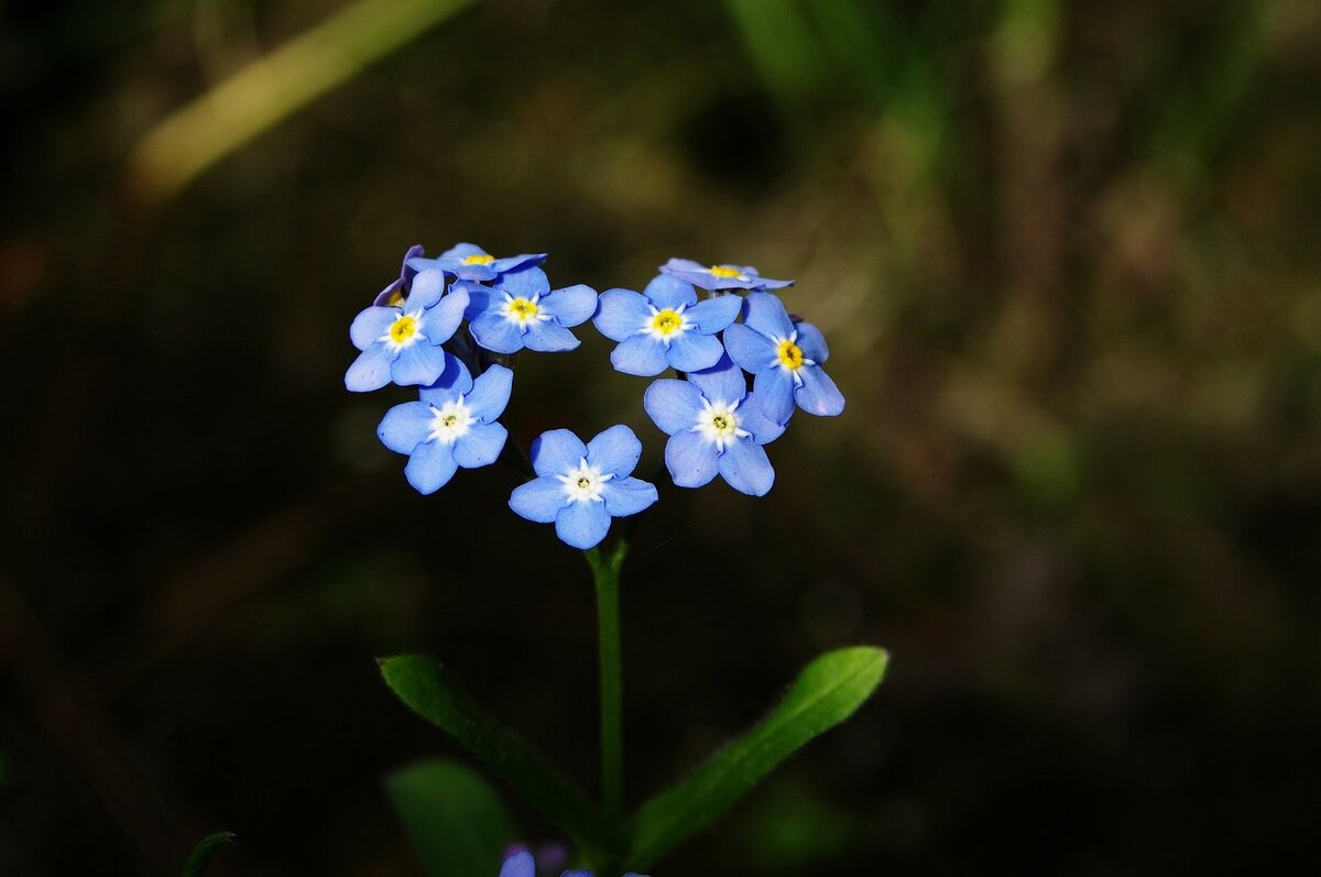 Незабудки /фото_vsecveti.life