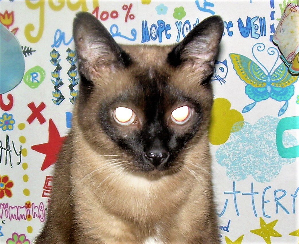 Это наш сиамский кот Сема. Но история в статье будет не о нем.  