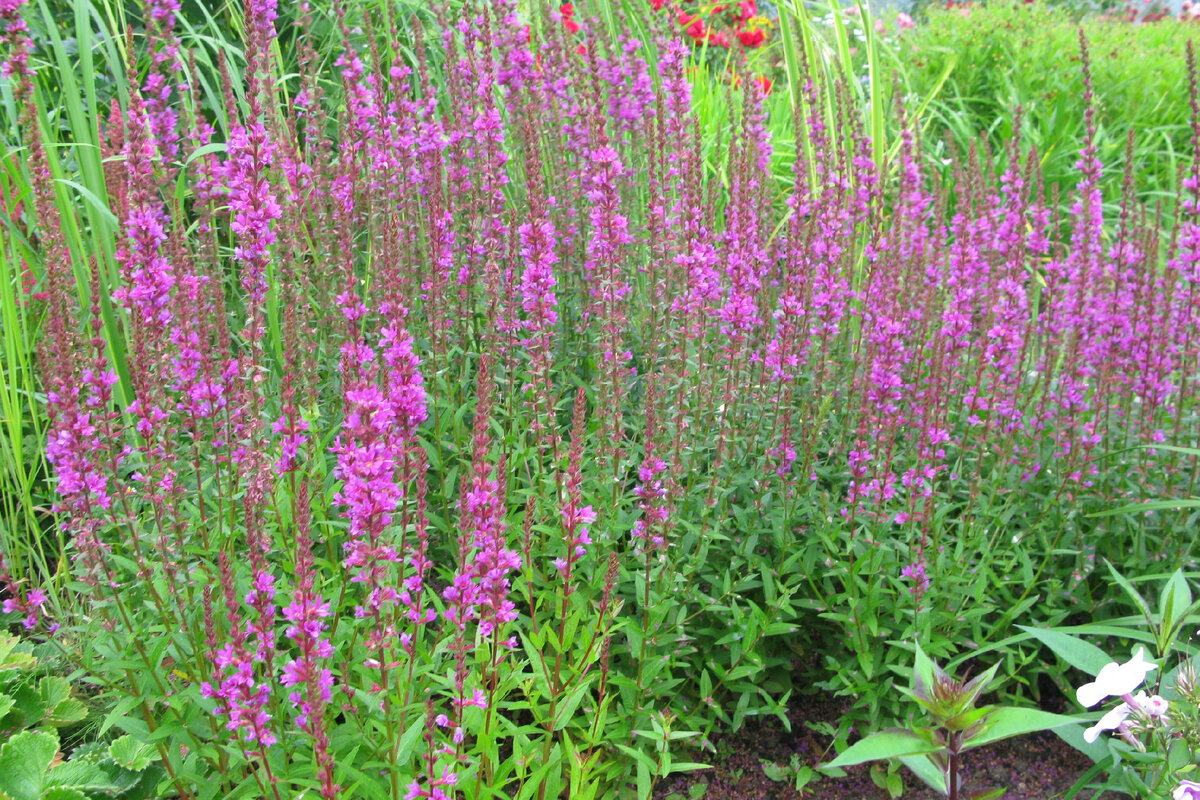 Дербенник иволистный Robert