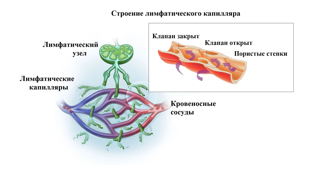 Работа лимфатической системы человека
