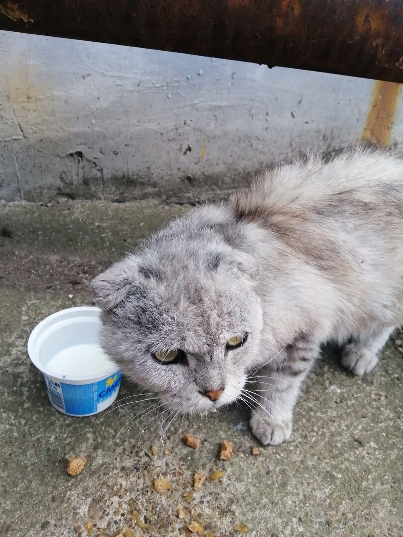 На улице просто однажды появился кот. Худой, состояние шерсти очень запущенное, скорей всего дерматит.