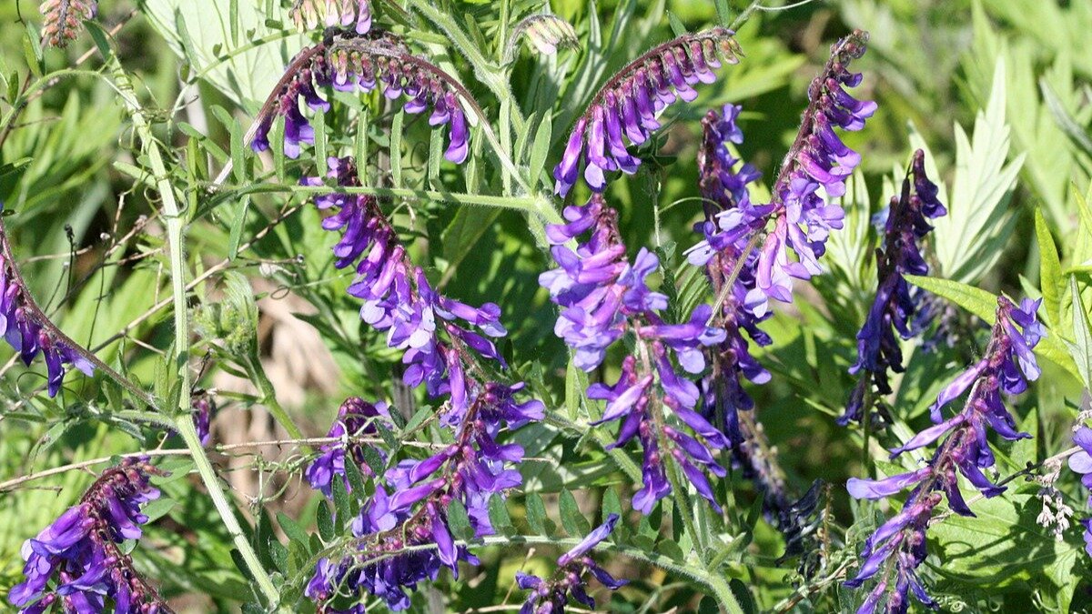 Фото:wikimedia.org Горошек мохнатый (Vicia villosa)