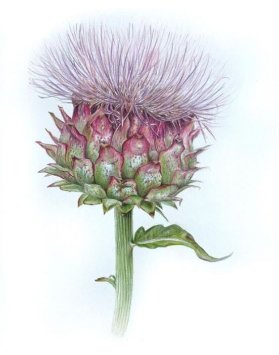 1. Работа Лилии Михайловой. На фотографии артишок цветными карандашами. Фото из аккаунта Лилии Михайловой в Инстаграм @liliyamichailova